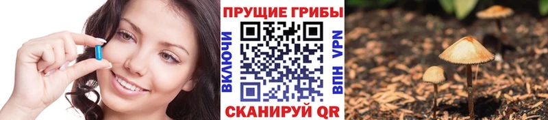 где можно купить   Новый Оскол  Галлюциногенные грибы Magic Shrooms 